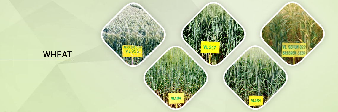 Wheat banner