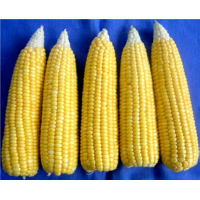 Central Maize VL Sweetcorn 1/ सेंट्रल मक्का वी.एल. स्वीटकॉर्न 1