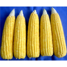 Central Maize VL Sweetcorn 1/ सेंट्रल मक्का वी.एल. स्वीटकॉर्न 1