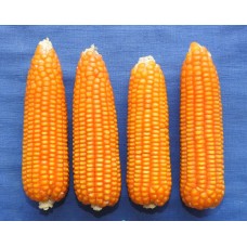 VL Maize Hybrid 57 / वी.एल. मक्का हाईब्रिड 57