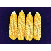 Vivek Maize Hybrid 45/ विवेक मक्का हाईब्रिड 45